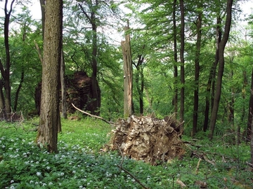 LRT 9130 - Waldmeister-Buchenwald auf Kalkgestein