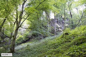 LRT 9180 - Schlucht- und Hangmischwald