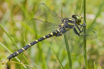 Gestreifte Quelljungfer (Cordulegaster bidentata)