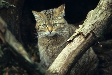 Wildkatze - eine streng geschützte Art (Anhang IV der FFH-Richtlinie)