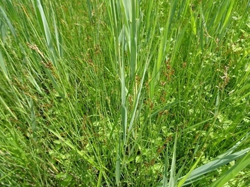 LRT 1340 - Salzwiese im Binnenland mit Salz-Binse (Juncus gerardi)