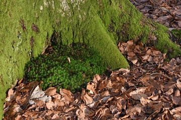 Schönes Frauenhaarmoos (Polytrichum formosum) am Fuße einer Buche.