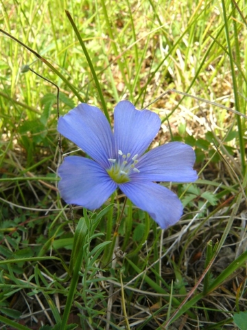 Lothringer Lein (Linum leonii) in Niedersachsen stark gefährdet.