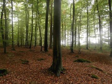 Kammmolch-Winterhabitat im Hainsimsen-Buchenwald