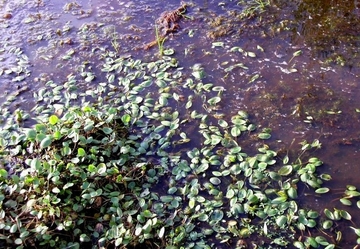 Streng geschütztes Froschkraut (Luronium natans) im Boekzeteler Meer (LRT 3150 - Natürliche und naturnahe nährstoffreiche Stillgewässer)