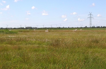 LRT 7140 - Übergangs- und Schwingrasenmoore mit Schmalblättrigem Wollgras (Eriophorum angustifolium)