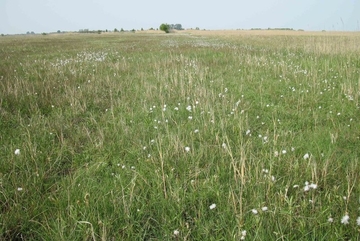 LRT 7140 - Übergangs- und Schwingrasenmoore mit Schmalblättrigem Wollgras (Eriophorum angustifolium)