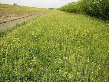 LRT 6510 - Magere Flachland-Mähwiese am Deichweg (LRT 1130 - Ästuarien)