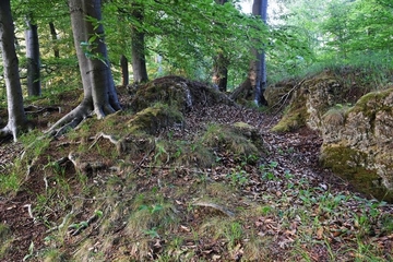 LRT 9130 - Waldmeister-Buchenwald auf Gipsgestein