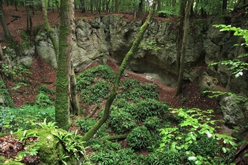 LRT 9180 - Feuchter Schlucht- und Hangmischwald auf Kalk in Erdfall im Hainholz