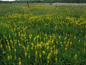 LRT 4010 - Feuchte Heiden mit Glockenheide mit Moorlilien (Narthecium ossifragum)