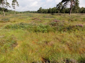 LRT 7120 - Renaturierungsfähiges, degradiertes Hochmoor