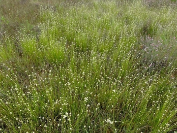 LRT 7150 - Torfmoor-Schlenken mit Schnabelried-Gesellschaften, hier Weißes Schnabelried (Rhynchospora alba)