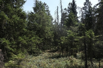 LRT 91D0 - Moorwald. Hochmontan mit Fichten im Sonnenberger Moor.