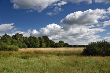 Grünland am Rande des Moores