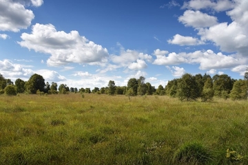 LRT 7120 - Renaturierungsfähiges, degradiertes Hochmoor