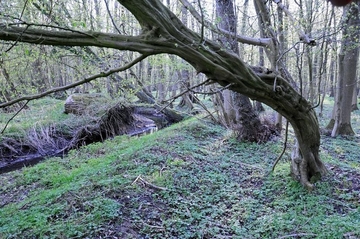 Hainbuche (Carpinus betulus) im Mansholter Holz