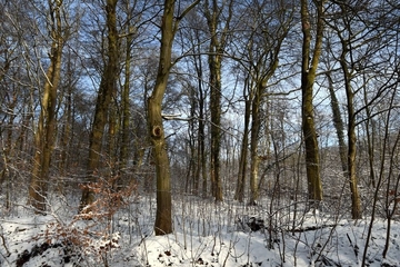 Winteraspekt im Mansholter Holz, Schnippstroht