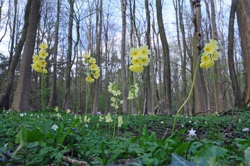 LRT 9160 - Feuchter Eichen- und Hainbuchen-Mischwald mit Hoher Schlüsselblume (Primula elatior) im Mansholter Holz