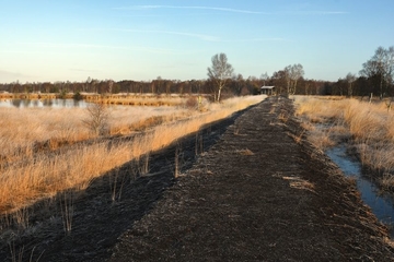 Auf dem Moordamm - Blick auf den LRT 7120 - Renaturierungsfähiges, degradiertes Hochmoor