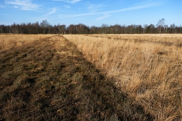 LRT 7120 - Renaturierungsfähiges, degradiertes Hochmoor