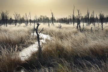 Moorlandschaft mit im Zuge der Wiedervernässung abgestorbenen Bäumen