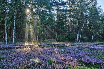 Besenheide (Calluna vulgaris) an den Ahlhorner Fischteichen