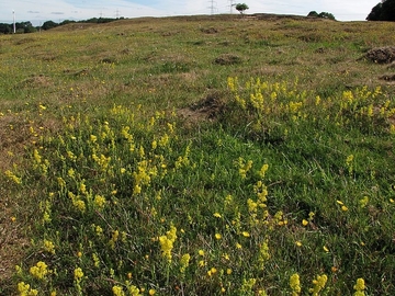 LRT 2330 - Offene Grasflächen mit Silbergras und Straußgras auf Binnendünen am Emsufer mit Echtem Labkraut (Galium verum)