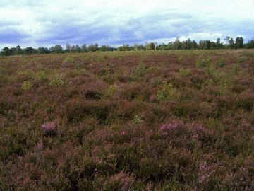 Besenheide-Hochmoordegenerationsstadium - LRT 7120 - Renaturierungsfähiges, degradierte Hochmoor