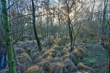 LRT 91D0 - Moorwald in der Gellener Torfmöörte