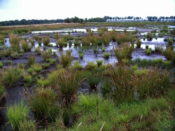 Polderfläche - LRT 7120 - Renaturierungsfähiges, degradiertes Hochmoor