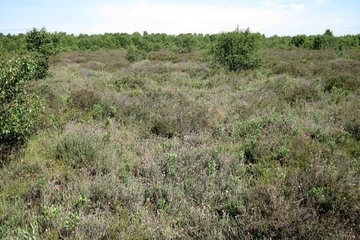 Glockenheide-Moorstadium - LRT 7120 - Renaturierungsfähige, degradierte Hochmoore