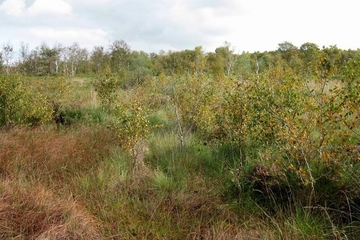 Birkenaufwuchs im LRT 7120 - Renaturierungsfähiges, degradiertes Hochmoor