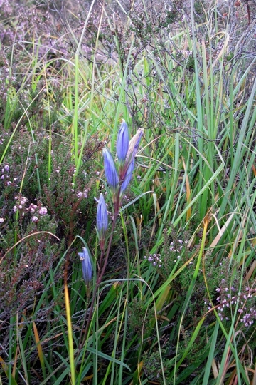 Lungen-Enzian (Gentiana pneumonanthe) im LRT 7140 - Übergangs- und Schwingrasenmoore