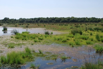 LRT 7120 - Renaturierungsfähiges, degradiertes Hochmoor