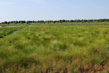 Wollgras-Torfmoos-Schwingrasen im LRT 7120 - Renaturierungsfähiges, degradiertes Hochmoor