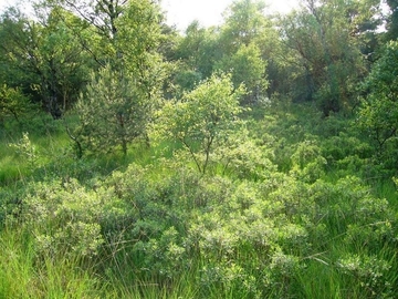 LRT 91D0 - Moorwald mit Gagelstrauch (Myrica gale)