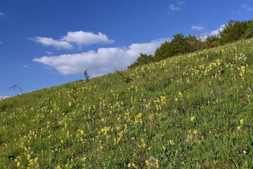 LRT 6510 - Magere Flachland-Mähwiese mit Echter Schlüsselblume (Primula veris)