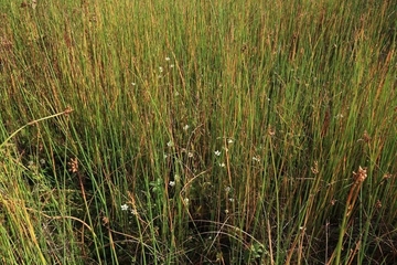 Habitat der Schmalen Windelschnecke - LRT 7230 - Kalkreiches Niedermoor