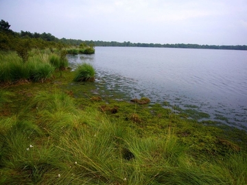 Bülter See - LRT 3160 - Dystrophes Stillgewässer