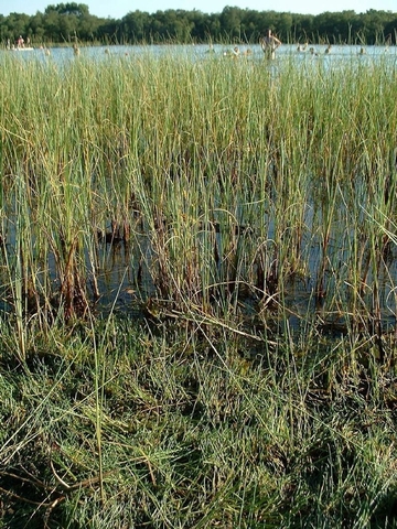 Vorne: Trockengefallener Strandlingrasen (Littorella uniflora) am Silbersee (LRT 3110)