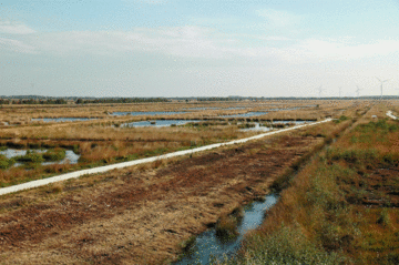 Wiedervernässung im Stapeler Moor - LRT 7120 - Renaturierungsfähiges, degradiertes Hochmoor