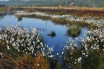 Fruchtendes Wollgras im Stapeler Moor