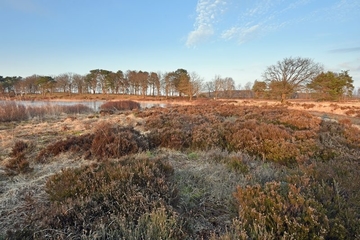 Besenheide (Calluna vulgaris) am Ufer des Wollingster Sees.