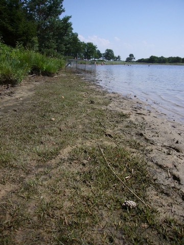 Wollingster See - LRT 3110 - Sehr nährstoff- und basenarme Stillgewässer der Sandebenen mit Strandlings-Gesellschaften