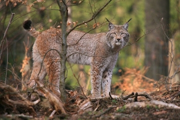 Luchs - eine streng geschützte Art (Anhang II und IV der FFH-Richtlinie)