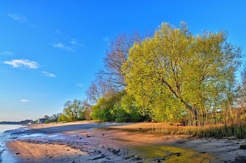 Weserufer bei Berne - LRT 1130 - Ästuarien