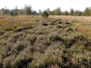 LRT 7120 - Renaturierungsfähiges, degradiertes Hochmoor