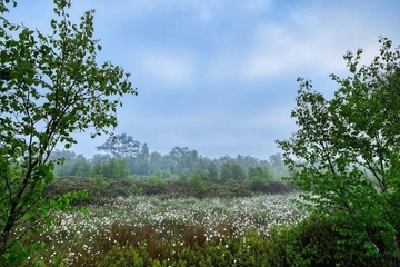 LRT 7120 - Renaturierungsfähiges, degradiertes Hochmoor