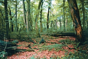 Urwaldartiger Eichen-Buchenmischwald mit Europäischer Stechpalme (Ilex aquifolium)